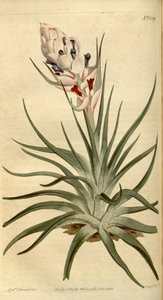Illustratie van Tillandsia stricta door Sydenham Teast Edwards